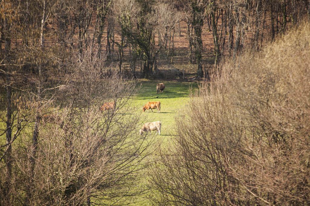 Penzion Pazo De Sedor Arzúa Exteriér fotografie